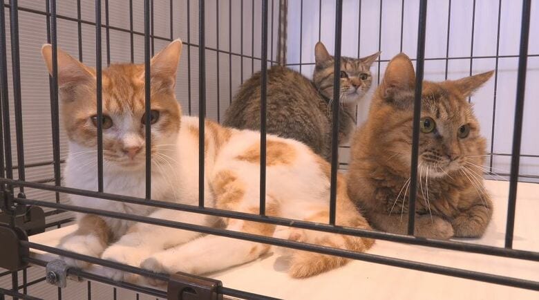 糞尿の臭いが…住宅でネコの「多頭飼育崩壊」1人暮らしの男性が入院…ごみ散乱、室内には多数のネコ　保健所が2～10歳の38匹を保護「救ってほしい」引き取り手を募集　緊急譲渡会を開催｜FNNプライムオンライン