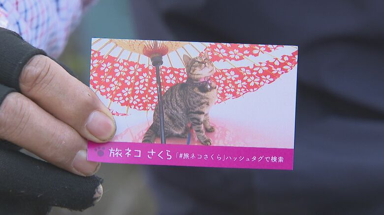 全国を旅する「旅ネコ さくら」