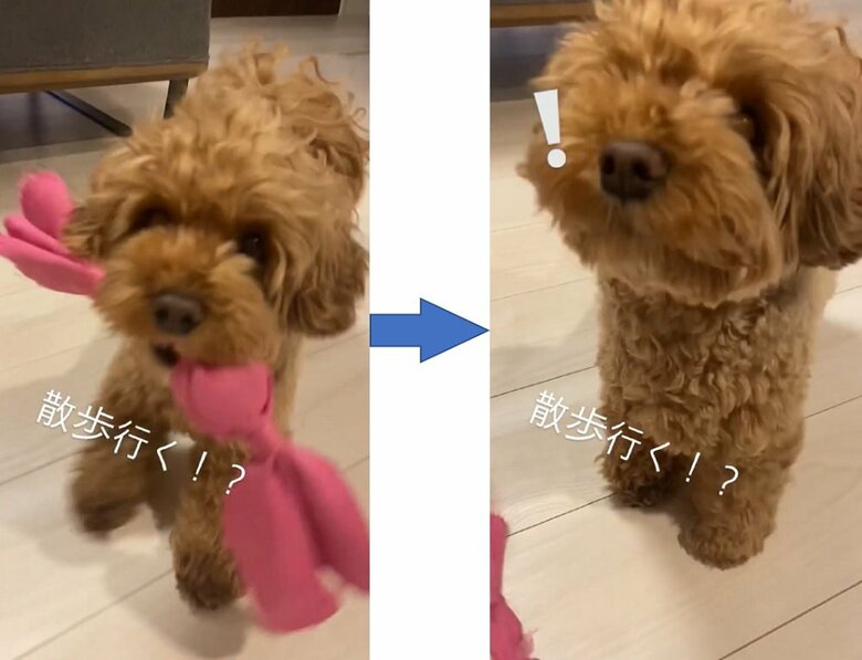 「散歩行く」に敏感に反応　ボトリとおもちゃを落としてしまっている