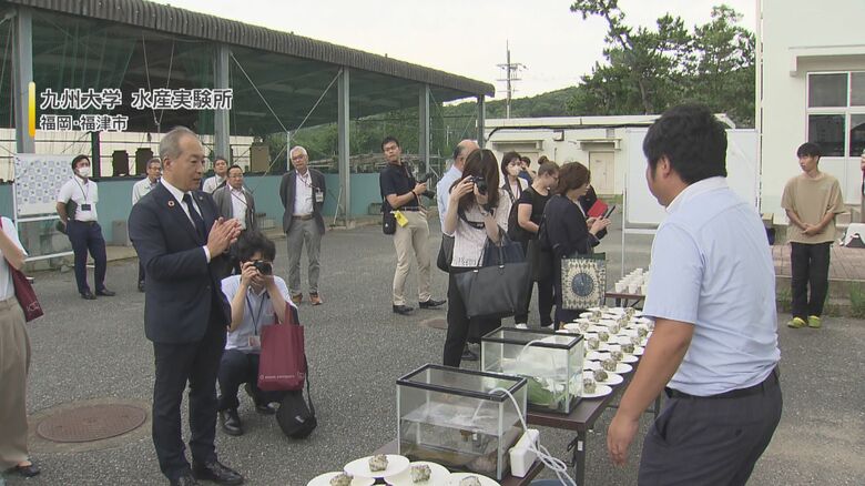 九州大学水産実験所で行われた試食会