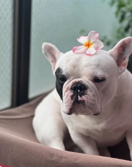 提供：こぶしさん