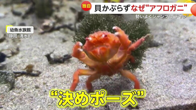 カニは着地後、“決めポーズ”（映像提供：幼魚水族館）
