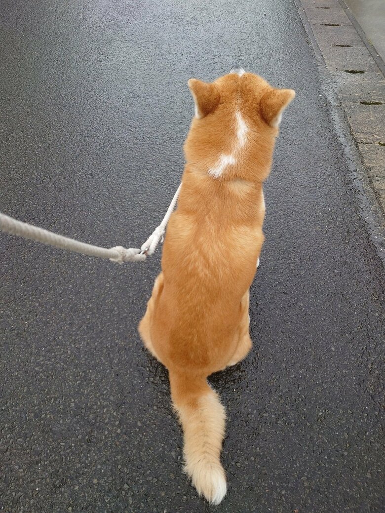 優しい声で名前を呼んでも無視