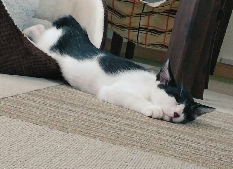 提供：かふぇらてさん