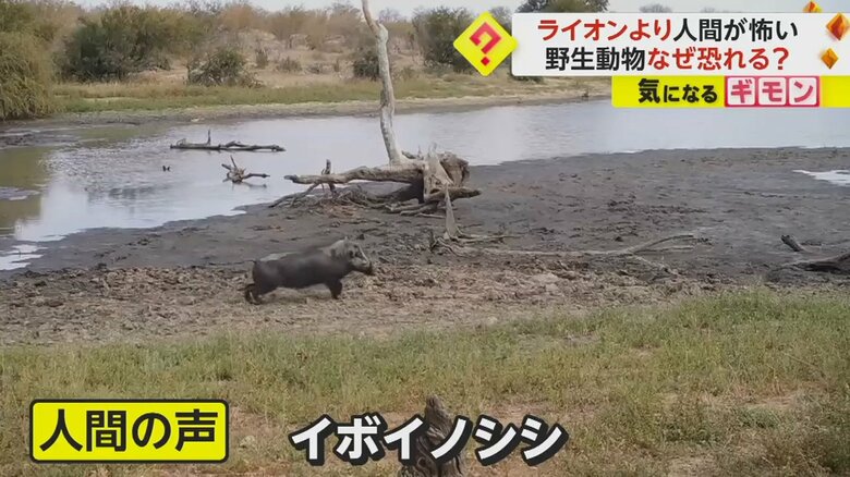 人間の声が聞こえ、逃げ出すイボイノシシ