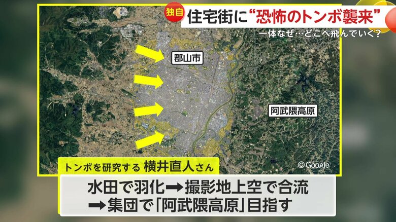 集団で阿武隈高原を目指していると話す福島県に生息するトンボを研究する横井直人さん