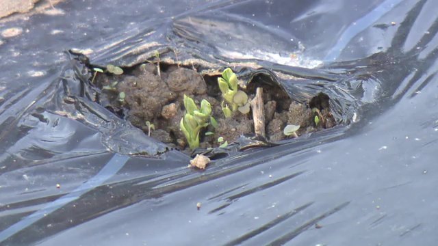 様々な作物を常に栽培　土の中に有機物を入れるようにする