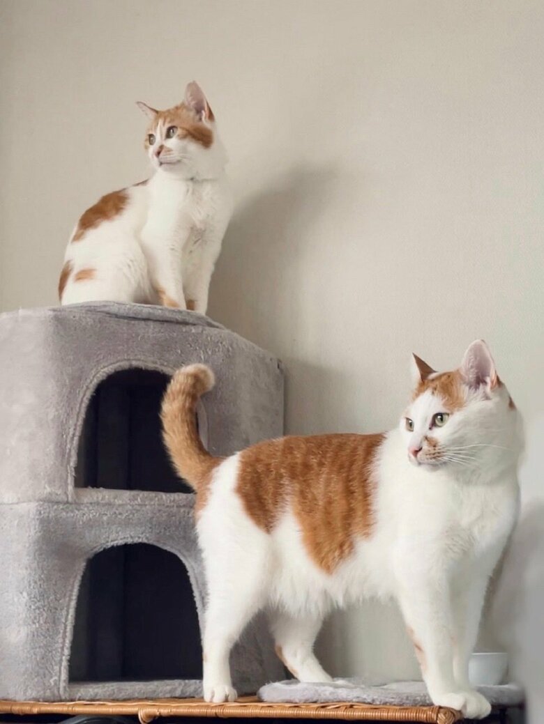 2匹とも同じ場所を見ている