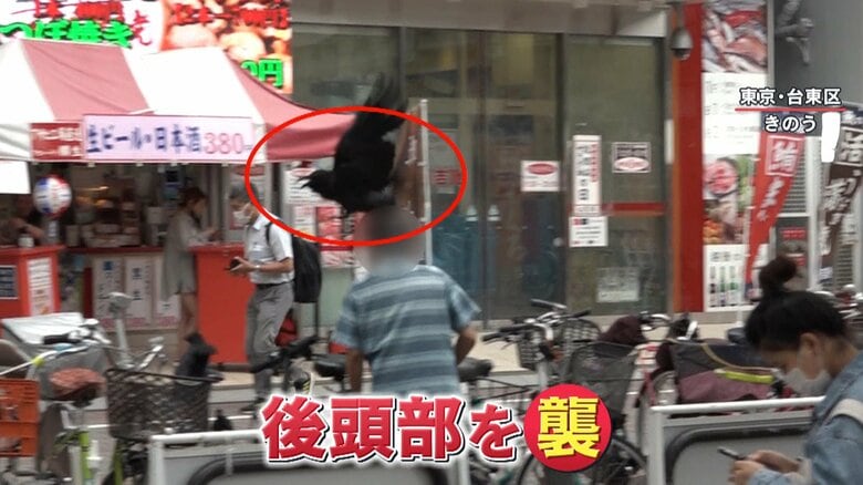 高齢男性がカラスのターゲットに…