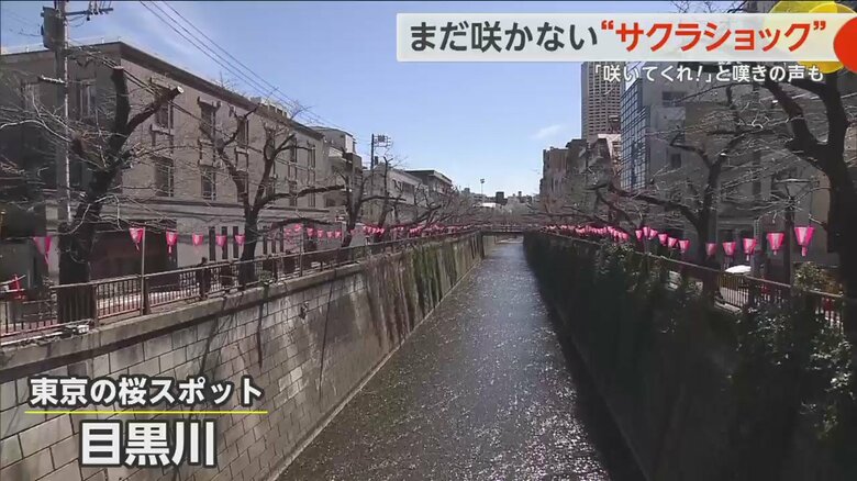 2024年3月27日の目黒川。桜はほぼ咲いていない。