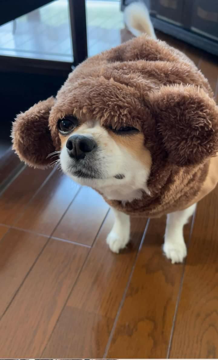 提供：SORA/ちわわさん