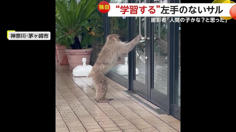 おもむろに立ち上がると、開店前のバイク店のガラスをドンッとたたいた左手のないサル