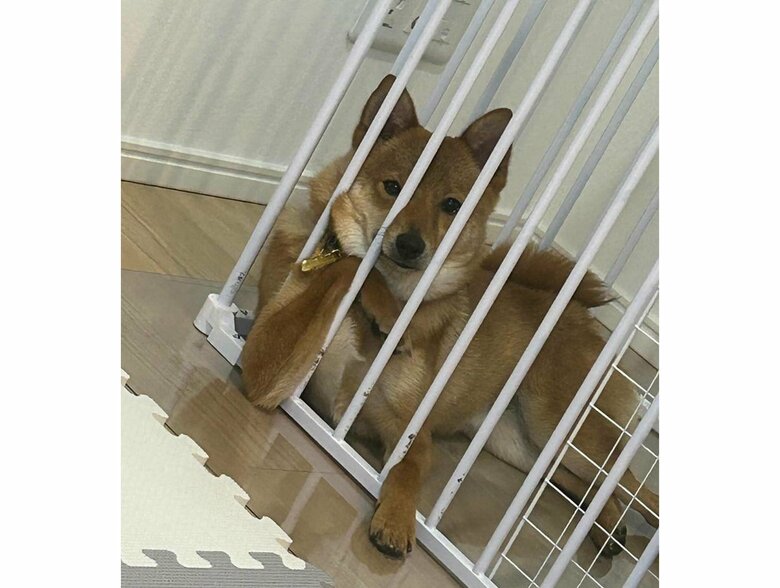 不貞腐れているポーズがかっこいい（提供：あちさん）