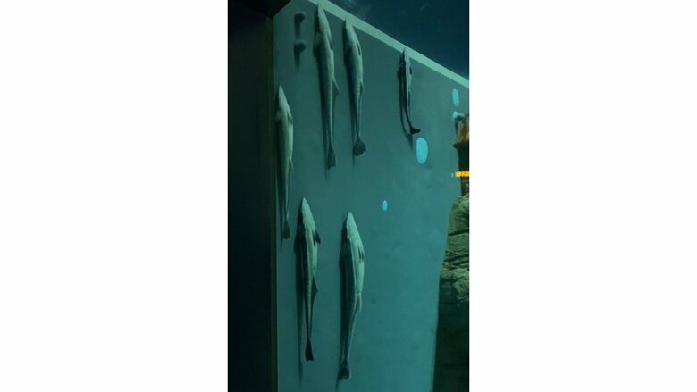 水の流れが緩やかでくっつきやすい壁（提供：大阪 海遊館）