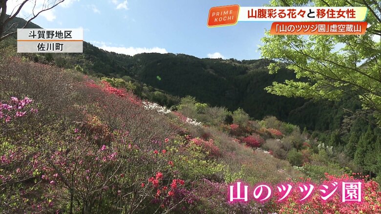高知県佐川町・斗賀野地区 虚空蔵山中腹にある「山のツツジ園」