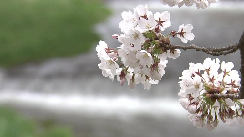 ソメイヨシノなど約200本が植えられている