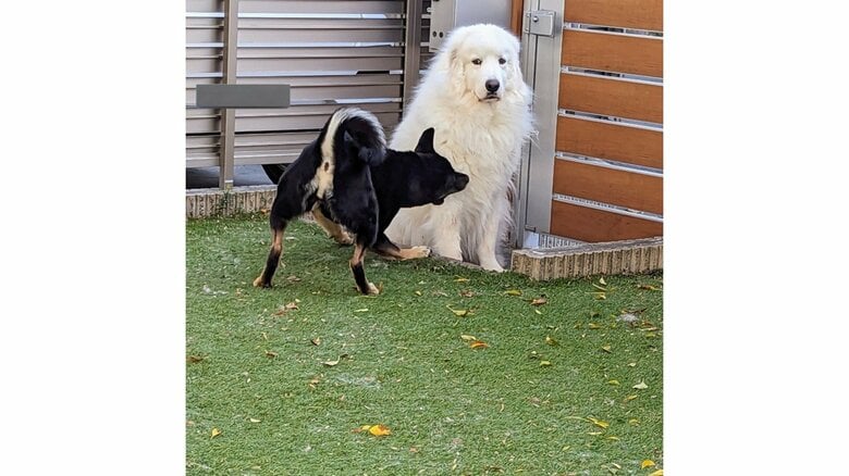 定位置にいるところに同居犬のソラちゃん登場