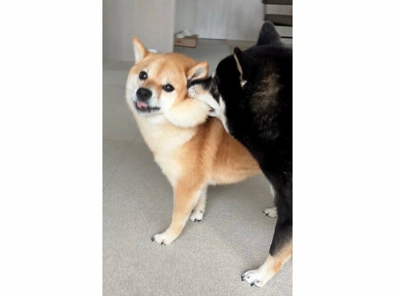 ご飯間違えてますよ