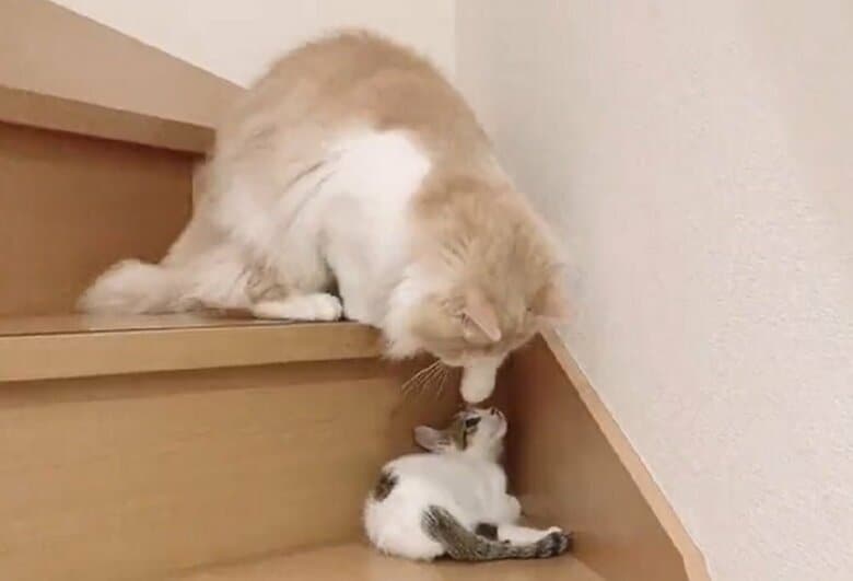 かわいいから構いたいけど、怯えも…