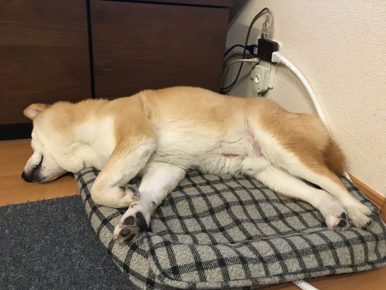 座布団の上ですやすや