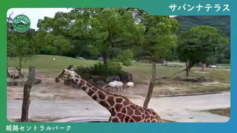 キリンが通行中のカメラ