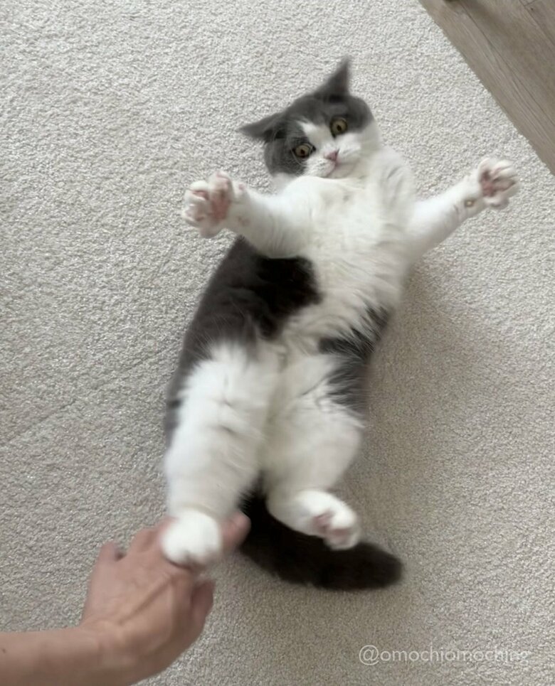 へそ天中にチョンとされて、うわー！