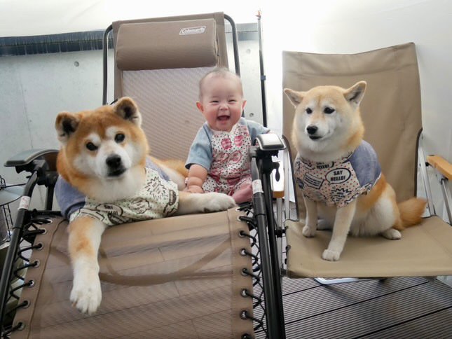 提供：飼い主さん（＠shibainu.berry）