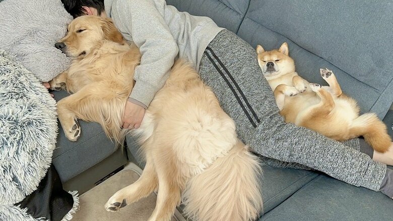 季節に関係なく活躍する“愛犬毛布”