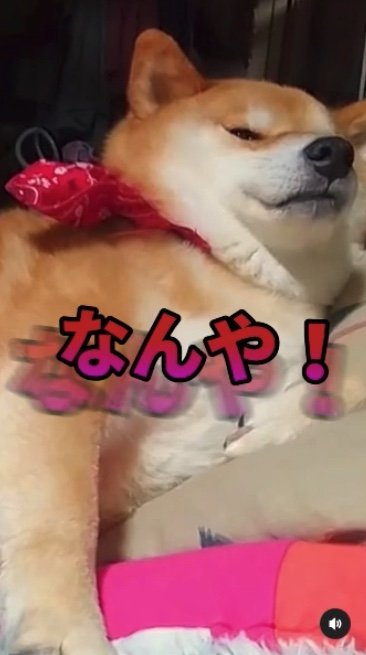 提供：柴犬スティーブch【コーギーと猫を添えて】さん