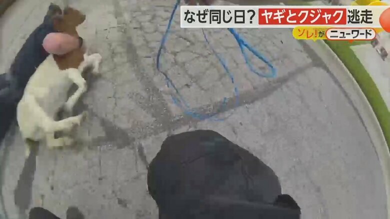 警察官のボディカメラが捉えたヤギをタックルし捕獲する瞬間の映像④
