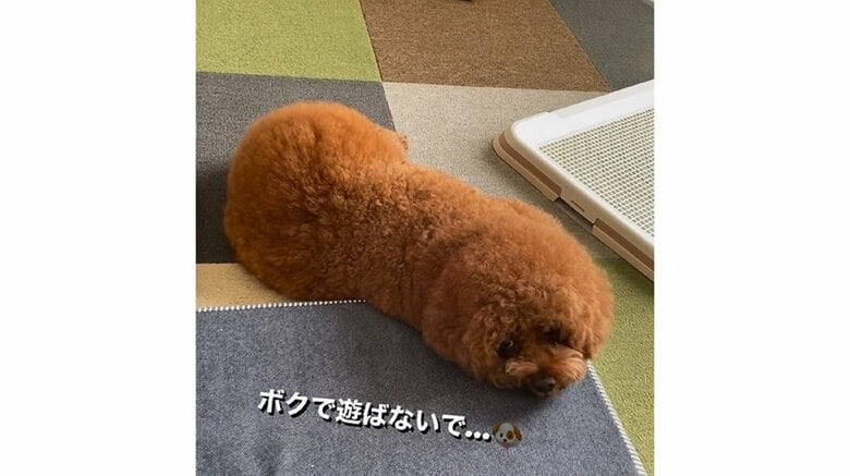 パルムくんが振り向いて分かる“正解”
