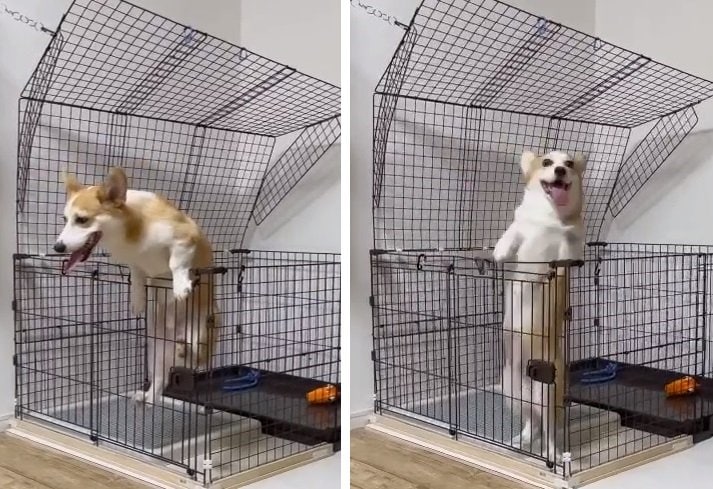 ケージから出ようとして、よろけて落ちちゃったゴン太くん