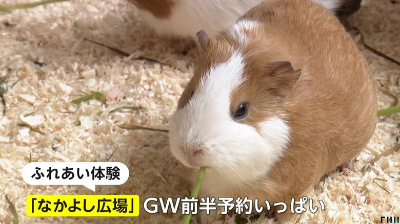 モルモットなどの可愛い動物たちとのふれあい体験