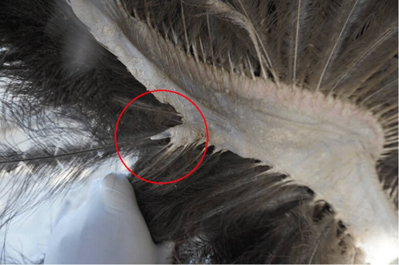 羽の裏にある指（提供：塚本康浩）