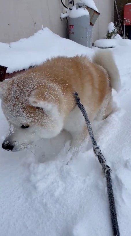提供：秋田犬 五元(イモト)さん