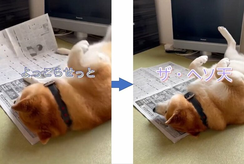 よっこらせと動いた先は変わらず新聞の上