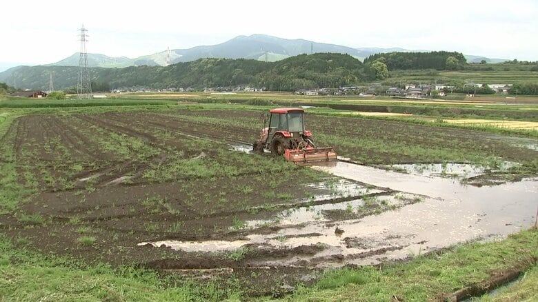 まるで稲のない田んぼの光景