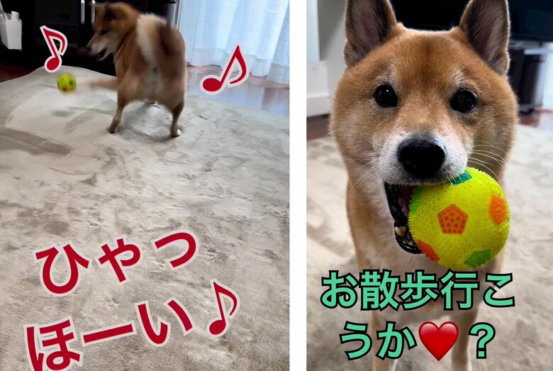 楽しく遊んでいたところ、飼い主さんからお散歩の誘い！