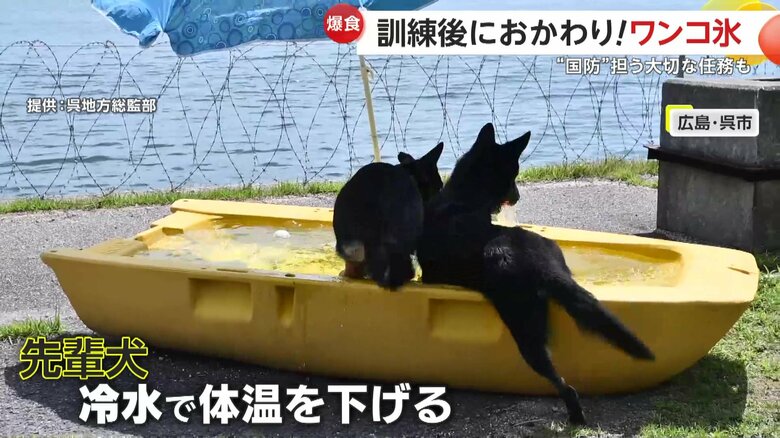 冷たい水を浴びたり飲んだりして体温を下げている先輩犬たち