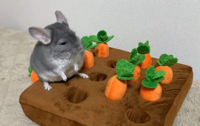 提供：金太郎の日常さん