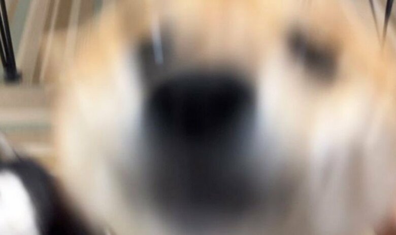 提供：豆柴あさのんさん