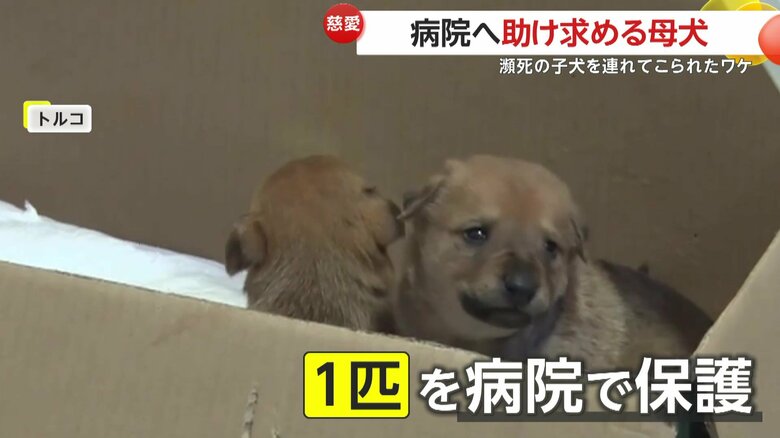 実は以前も子犬の治療を受けていた母犬（IHA）