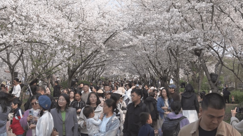 桜のトンネルの下、笑顔で花見を楽しむ人々。平日にもかかわらず多くの観光客が訪れていた。（撮影：工藤雄矢）