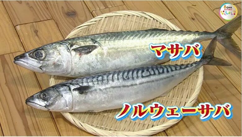 マサバ　と　ノルウェーサバ