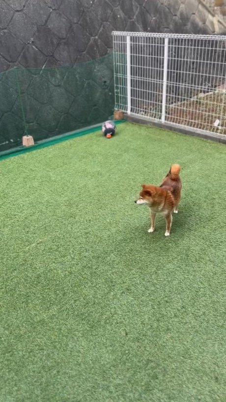 提供：Nerushibaさん