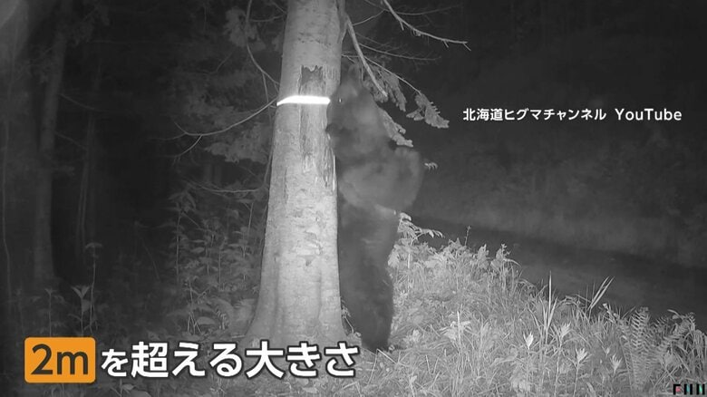 オスグマがメスに存在をアピールするための“背こすり”