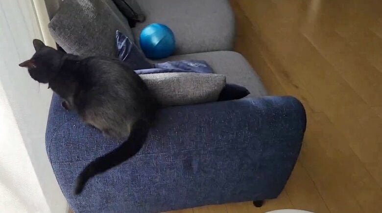 手を離すと尻尾をブンブン（提供：仔猫を拾ったので）