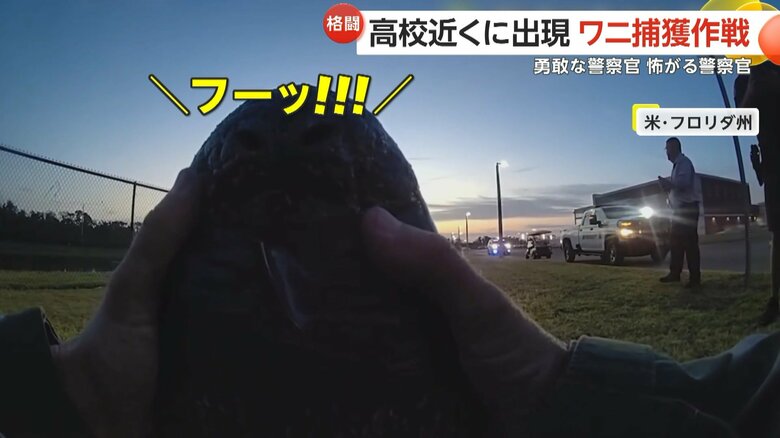 警察官が慣れた様子でワニに馬乗りになり、見事捕獲する一部始終⑥