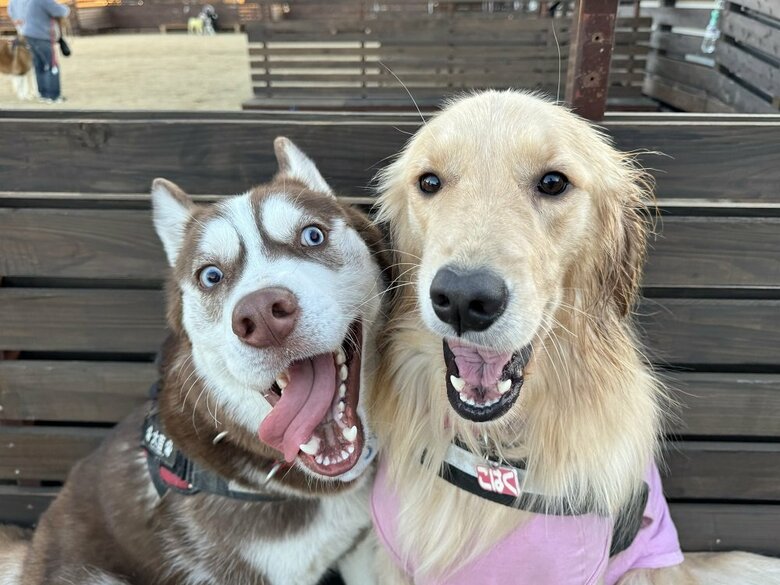 一番大好きなゴールデンレトリバーの友だちと遊んだときの写真