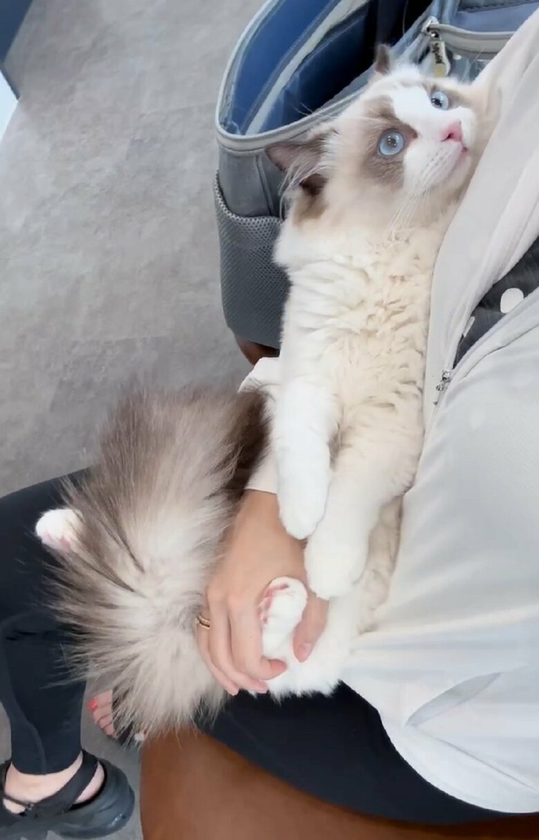 飼い主さんの腕の中でリラックスしている